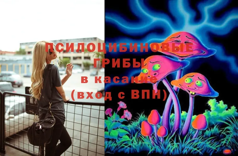 Псилоцибиновые грибы Psilocybe  Кириши 